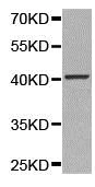 Western blot - Anti-Selenium Binding Protein 1/SBP antibody (AB180782)
