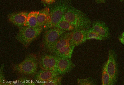 Immunocytochemistry/ Immunofluorescence - Anti-Selenium Binding Protein 1/SBP antibody (AB90135)