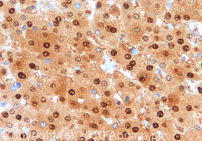 Immunohistochemistry (Formalin/PFA-fixed paraffin-embedded sections) - Anti-Selenium Binding Protein 1/SBP antibody (AB90135)