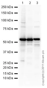 Western blot - Anti-Selenium Binding Protein 1/SBP antibody (AB90135)