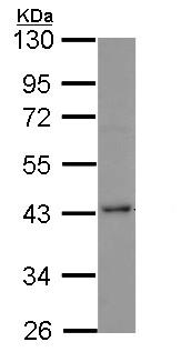 Western blot - Anti-Selenophosphate synthetase 1 antibody (AB153923), expandable thumbnail