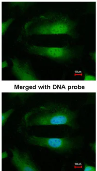 Immunocytochemistry/ Immunofluorescence - Anti-Selenophosphate synthetase 1 antibody (AB96542)