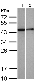 Western blot - Anti-Selenophosphate synthetase 1 antibody (AB96542), expandable thumbnail