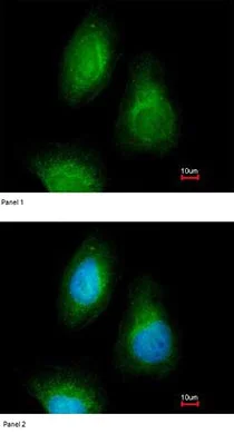 Immunocytochemistry/ Immunofluorescence - Anti-Selenophosphate synthetase 2 antibody (AB96541)