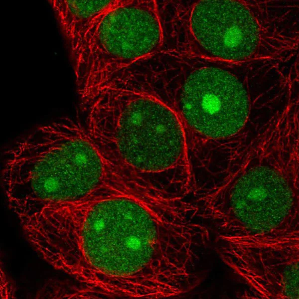 Immunocytochemistry/ Immunofluorescence - Anti-SELH antibody (AB151023)