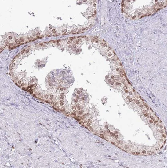 Immunohistochemistry (Formalin/PFA-fixed paraffin-embedded sections) - Anti-SELH antibody (AB151023)