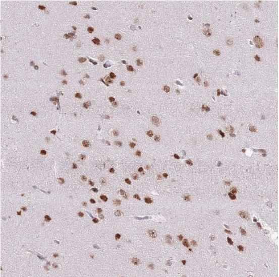 Immunohistochemistry (Formalin/PFA-fixed paraffin-embedded sections) - Anti-SELH antibody (AB151023)