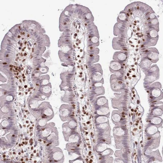 Immunohistochemistry (Formalin/PFA-fixed paraffin-embedded sections) - Anti-SELH antibody (AB151023)