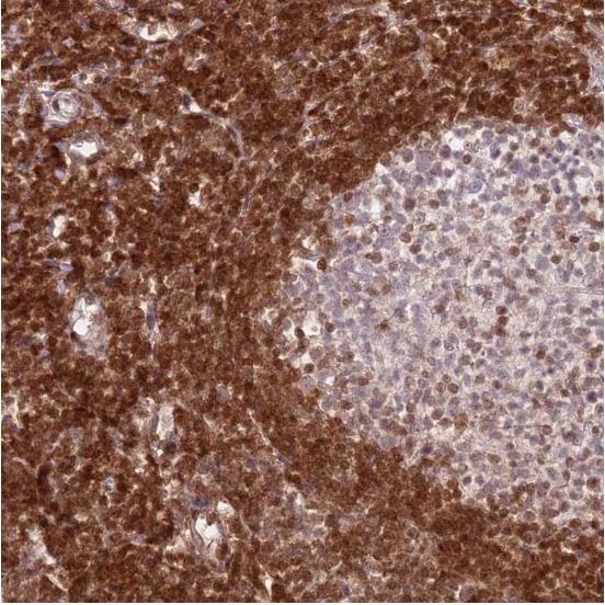 Immunohistochemistry (Formalin/PFA-fixed paraffin-embedded sections) - Anti-SELH antibody (AB151023)