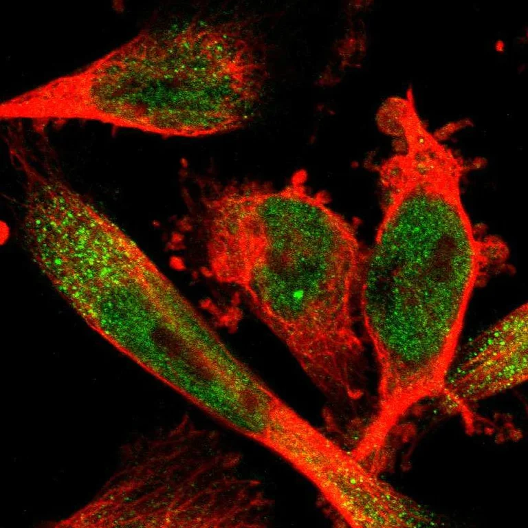 Immunocytochemistry - Anti-SELK antibody (AB121276)