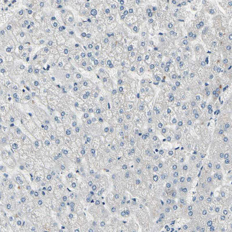 Immunohistochemistry (Formalin/PFA-fixed paraffin-embedded sections) - Anti-SELK antibody (AB121276)