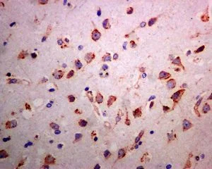 Immunohistochemistry (Formalin/PFA-fixed paraffin-embedded sections) - Anti-SelM antibody [EPR8279] (AB133681)