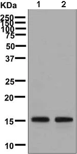 Western blot - Anti-SelM antibody [EPR8279] (AB133681)