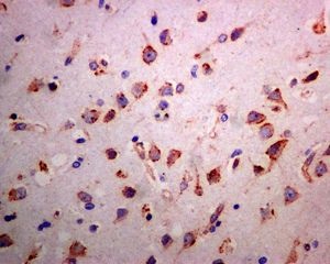 Immunohistochemistry (Formalin/PFA-fixed paraffin-embedded sections) - Anti-SelM antibody [EPR8279] - BSA and Azide free (AB248613)