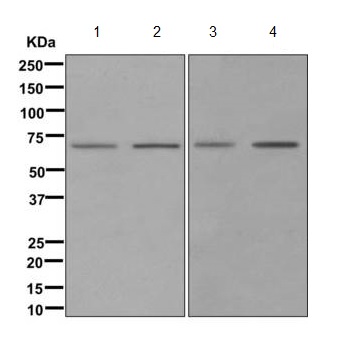 Western blot - Anti-SELO antibody [EPR11968] (AB172957), expandable thumbnail