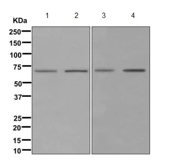 Western blot - Anti-SELO antibody [EPR11968] (AB172957)