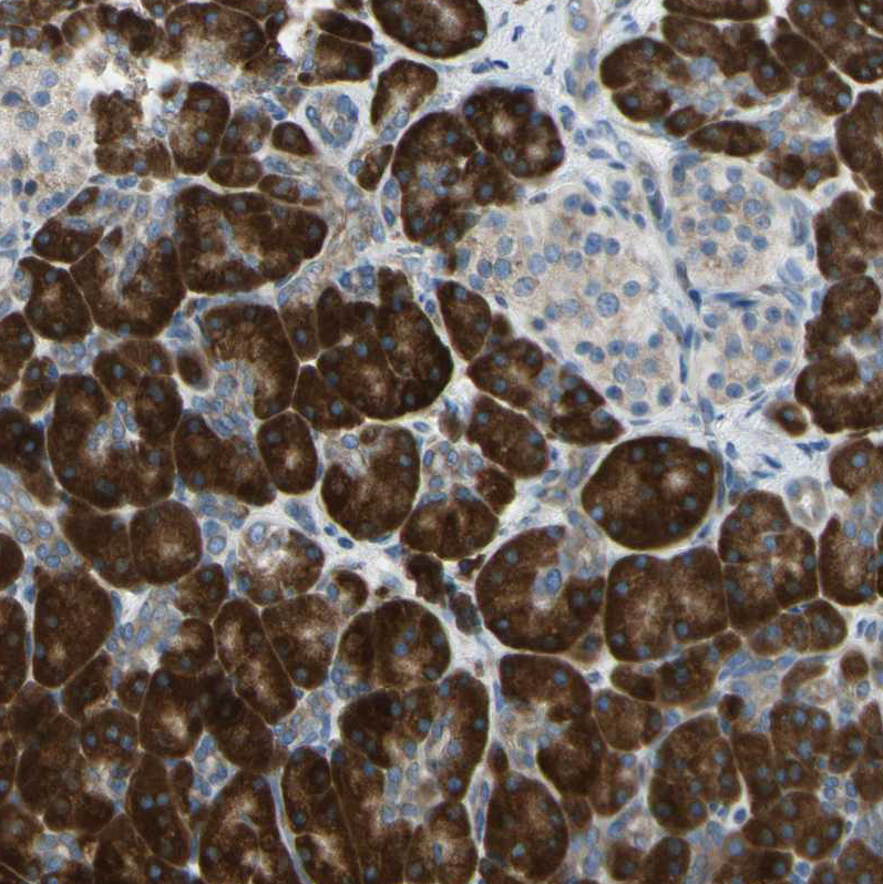 Immunohistochemistry (Formalin/PFA-fixed paraffin-embedded sections) - Anti-SELS antibody (AB223721)
