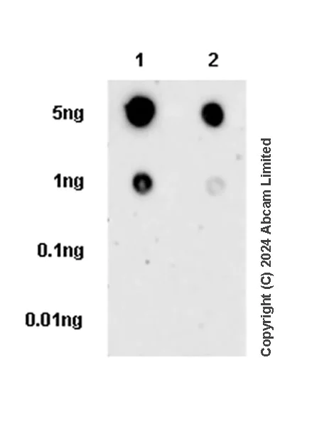 Dot Blot - Anti-SEMA3B antibody [EPR28920-205] - BSA and Azide free (AB324837)
