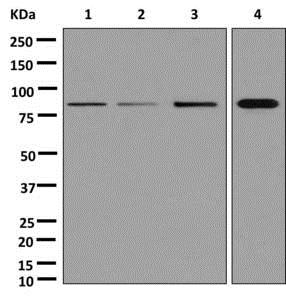 Western blot - Anti-SEMA3D antibody [EPR13458(B)] - BSA and Azide free (AB250177), expandable thumbnail