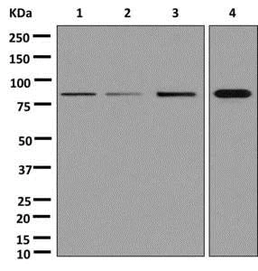 Western blot - Anti-SEMA3D antibody [EPR13458(B)] - BSA and Azide free (AB250177)