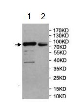 Western blot - Anti-SEMA3G antibody (AB197108)