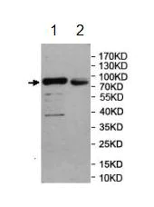 Western blot - Anti-SEMA3G antibody (AB197108)