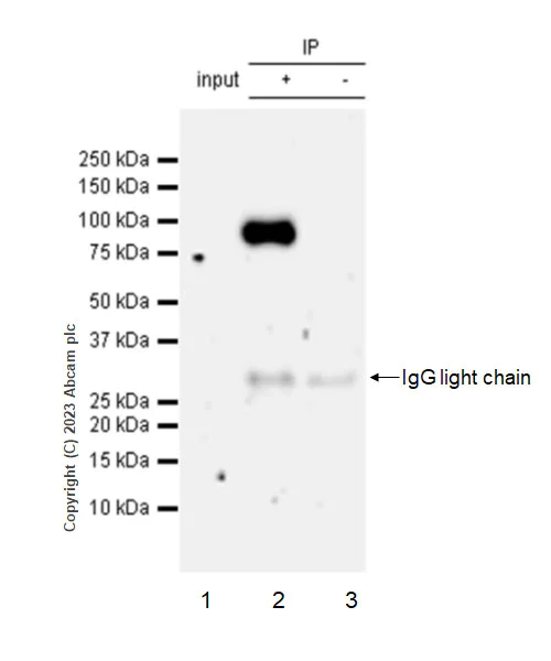 Immunoprecipitation - Anti-SEMA4A antibody [EPR27097-20] (AB314648)