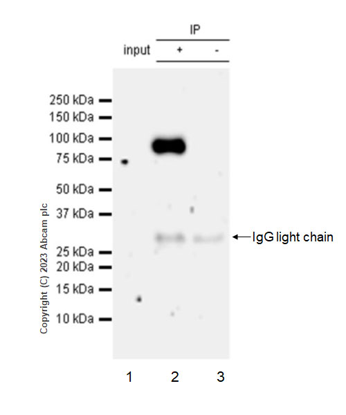 Immunoprecipitation - Anti-SEMA4A antibody [EPR27097-20] - BSA and Azide free (AB314649)