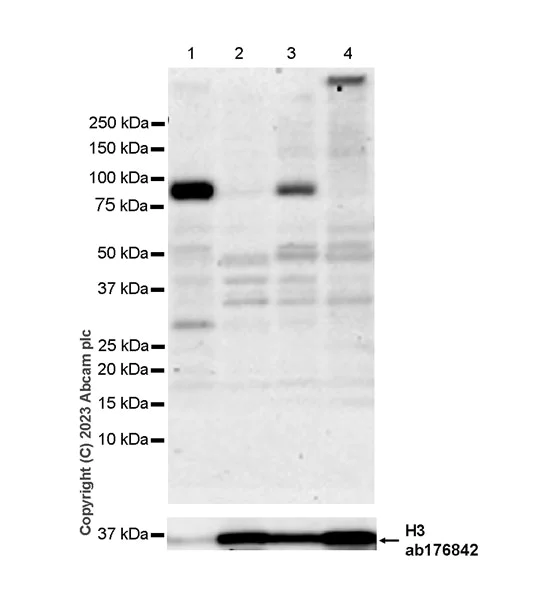 Western blot - Anti-SEMA4A antibody [EPR27097-20] - BSA and Azide free (AB314649)