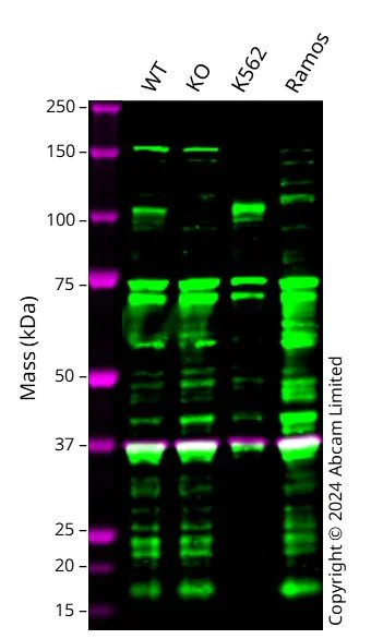 Western blot - Anti-SEMA4C/SEMAI antibody (AB135856)