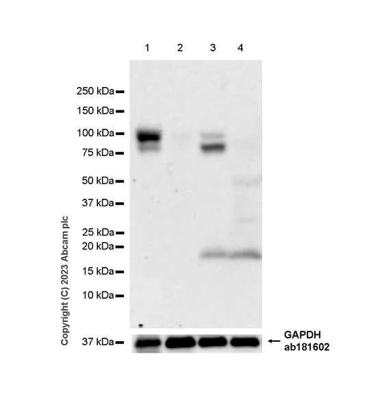 Western blot - Anti-SEMA4C/SEMAI antibody [EPR27116-147] - BSA and Azide free (AB312843)