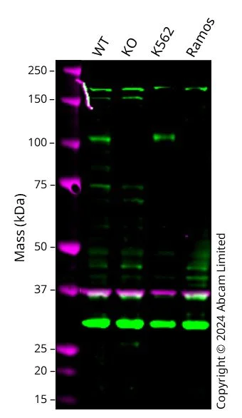 Western blot - Anti-SEMA4C/SEMAI antibody [EPR27116-147] - BSA and Azide free (AB312843)
