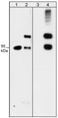 Western blot - Anti-Semaphorin 3A antibody (AB23393)