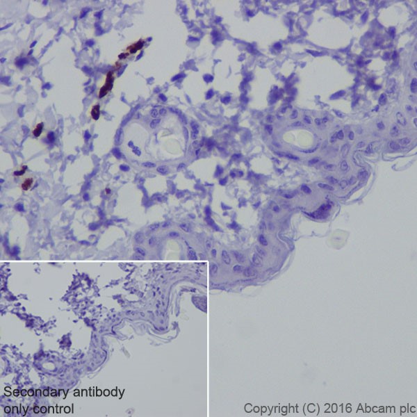 Immunohistochemistry (Formalin/PFA-fixed paraffin-embedded sections) - Anti-Semaphorin 3A antibody [EPR19367] (ab199475), expandable thumbnail