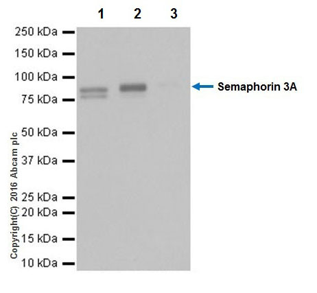 Immunoprecipitation - Anti-Semaphorin 3A antibody [EPR19367] (ab199475), expandable thumbnail