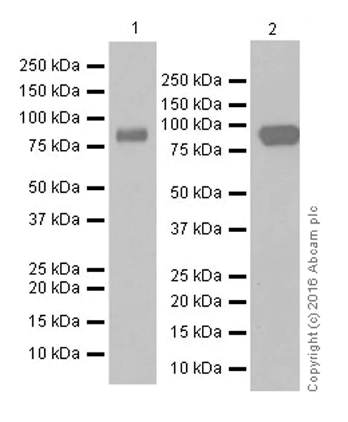 Western blot - Anti-Semaphorin 3A antibody [EPR19367] (AB199475)