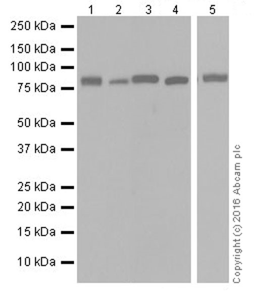 Western blot - Anti-Semaphorin 3A antibody [EPR19367] (AB199475), expandable thumbnail