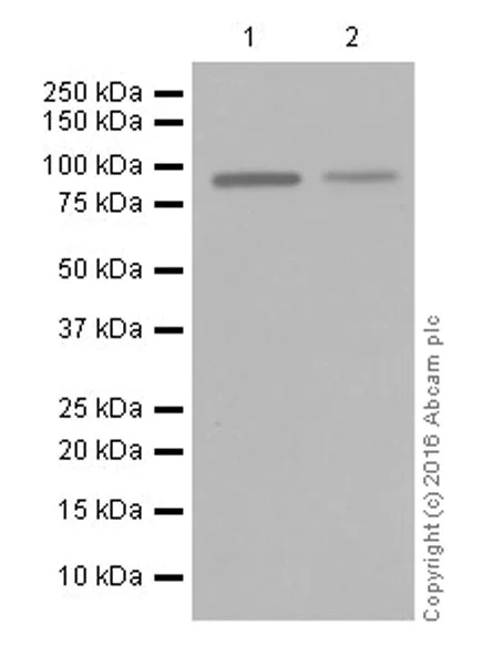 Western blot - Anti-Semaphorin 3A antibody [EPR19367] (AB199475)