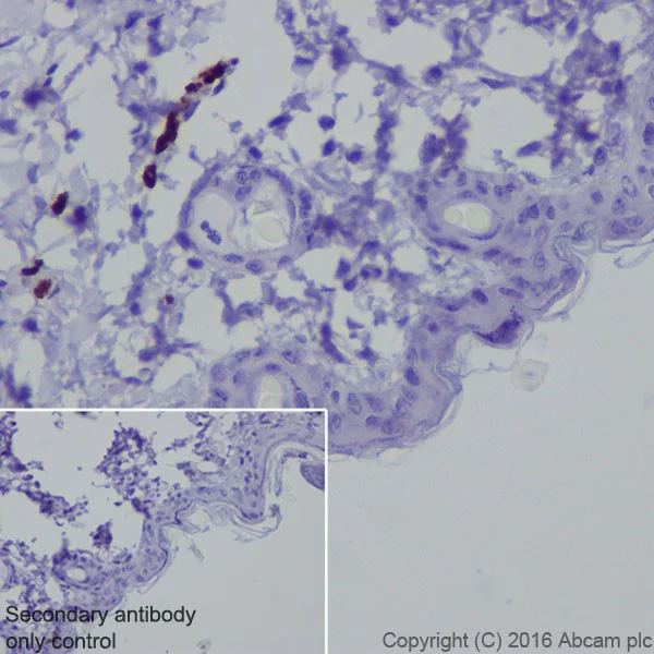 Immunohistochemistry (Formalin/PFA-fixed paraffin-embedded sections) - Anti-Semaphorin 3A antibody [EPR19367] - Low endotoxin, Azide free (AB222497)