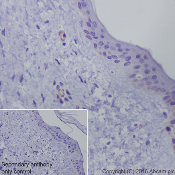 Immunohistochemistry (Formalin/PFA-fixed paraffin-embedded sections) - Anti-Semaphorin 3A antibody [EPR19367] - Low endotoxin, Azide free (AB222497)