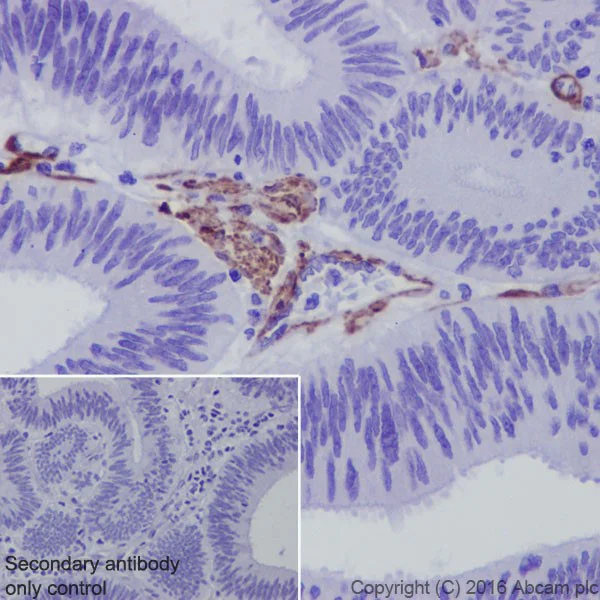 Immunohistochemistry (Formalin/PFA-fixed paraffin-embedded sections) - Anti-Semaphorin 3A antibody [EPR19367] - Low endotoxin, Azide free (AB222497)