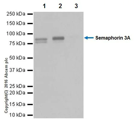 Immunoprecipitation - Anti-Semaphorin 3A antibody [EPR19367] - Low endotoxin, Azide free (AB222497)