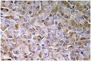 Immunohistochemistry (Formalin/PFA-fixed paraffin-embedded sections) - Anti-Semaphorin 3c antibody (AB135842), expandable thumbnail