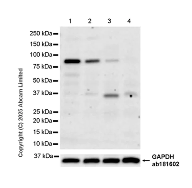 Western blot - Anti-Semaphorin 3F antibody [EPR29155-75] (AB323565)