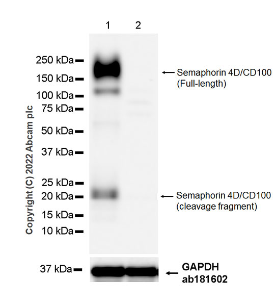 Western blot - Anti-Semaphorin 4D/CD100 antibody [30/CD100] (ab307685), expandable thumbnail