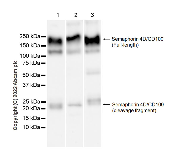 Western blot - Anti-Semaphorin 4D/CD100 antibody [30/CD100] (ab307685), expandable thumbnail
