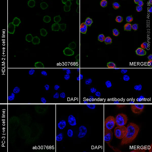 Immunocytochemistry/ Immunofluorescence - Anti-Semaphorin 4D/CD100 antibody [30/CD100] - BSA and Azide free (AB307686)