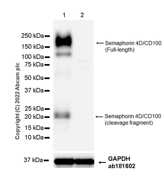 Western blot - Anti-Semaphorin 4D/CD100 antibody [30/CD100] - BSA and Azide free (AB307686)