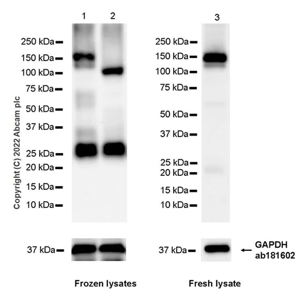 Western blot - Anti-Semaphorin 4D/CD100 antibody [30/CD100] - BSA and Azide free (AB307686)