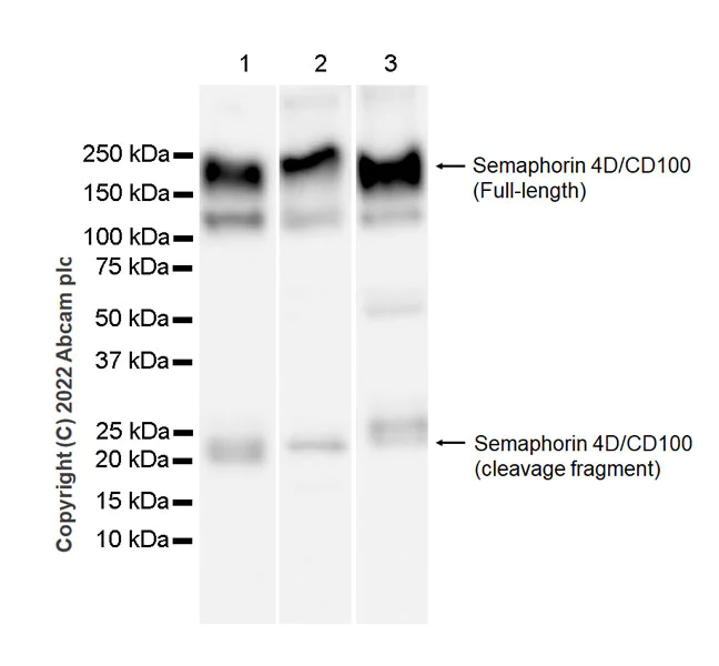 Western blot - Anti-Semaphorin 4D/CD100 antibody [30/CD100] - BSA and Azide free (AB307686)